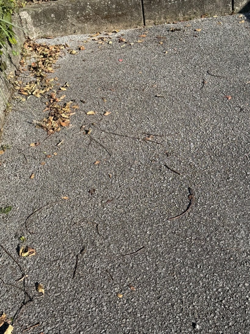 駐車場の隅に落ち葉や枝が固まっている